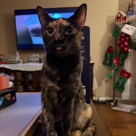 Selena, a Adoptable Domestic Short Hair in Houston, TX image 3/4