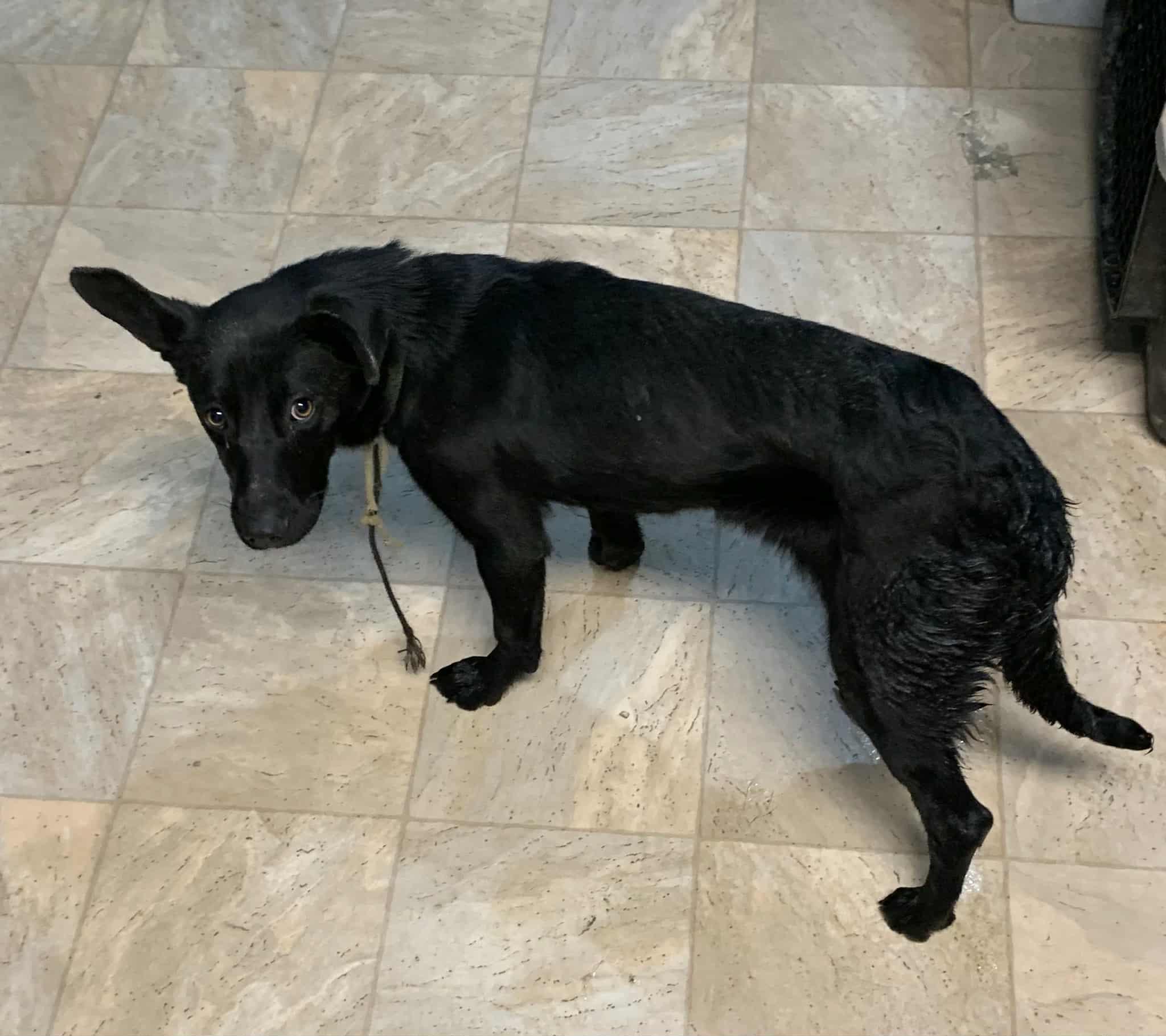 Aura, Adopted, Young Female Husky & Corgi.