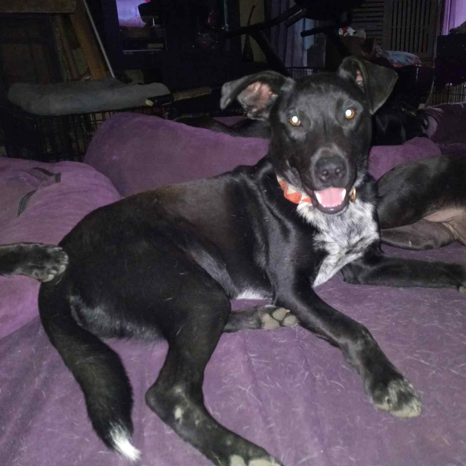 Skipper, a Adoptable mixed breed in North Jackson, OH image 1/5