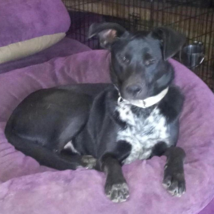 Skipper, a Adoptable mixed breed in North Jackson, OH image 2/5