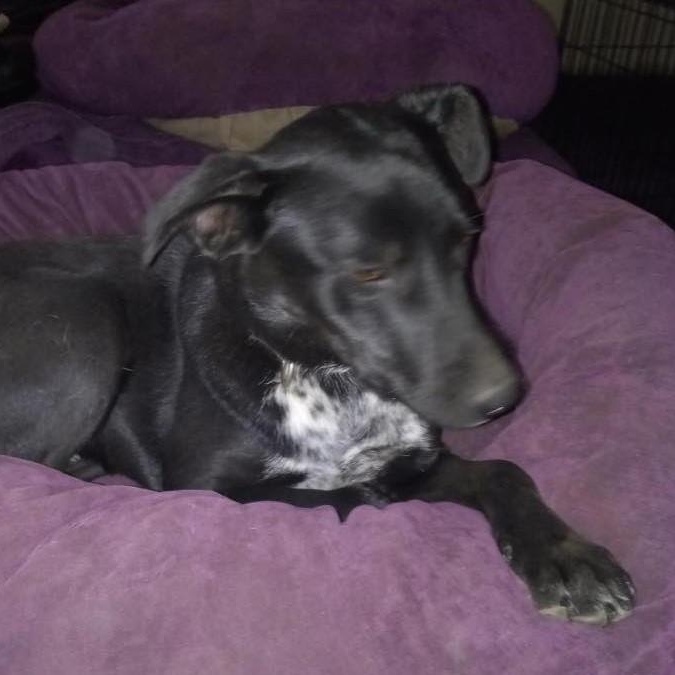 Skipper, a Adoptable mixed breed in North Jackson, OH image 3/5