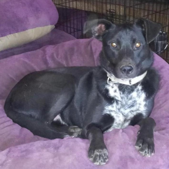 Skipper, a Adoptable mixed breed in North Jackson, OH image 4/5