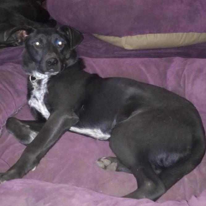 Skipper, a Adoptable mixed breed in North Jackson, OH image 5/5