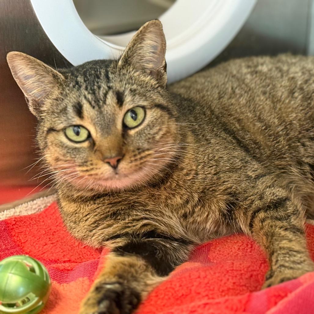 Ms. Kitty, Adoptable, Adult Female Domestic Short Hair & Domestic Short Hair.