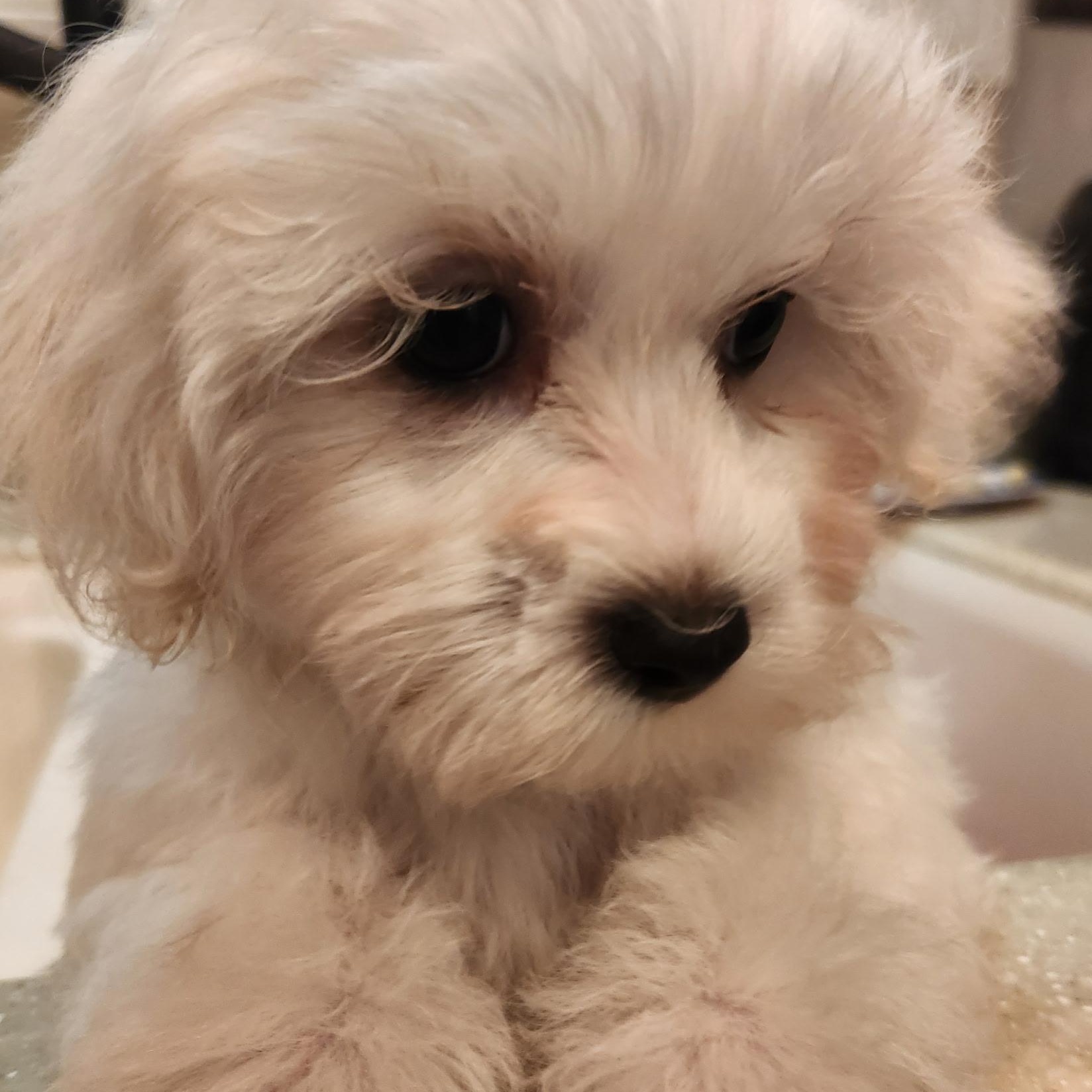 Enlarge Bailey, an adopted mixed breed in Oak Bluffs, MA image 1/1