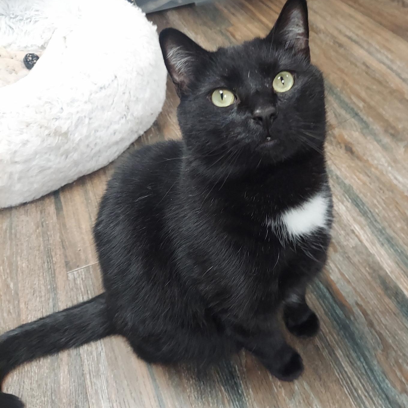 Sputnik, adopted, Adult Male Domestic Short Hair.
