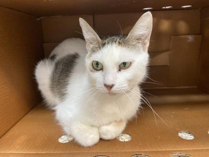 Mary Sanders, Adoptable, Adult Female Domestic Short Hair & Domestic Short Hair.