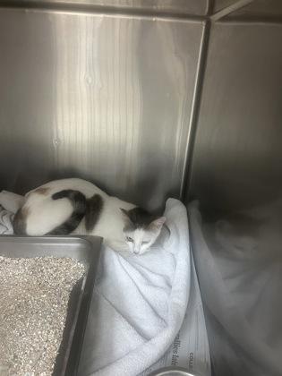 Enlarge Mary Sanders, a Adoptable Domestic Short Hair in Houston, TX image 2/2