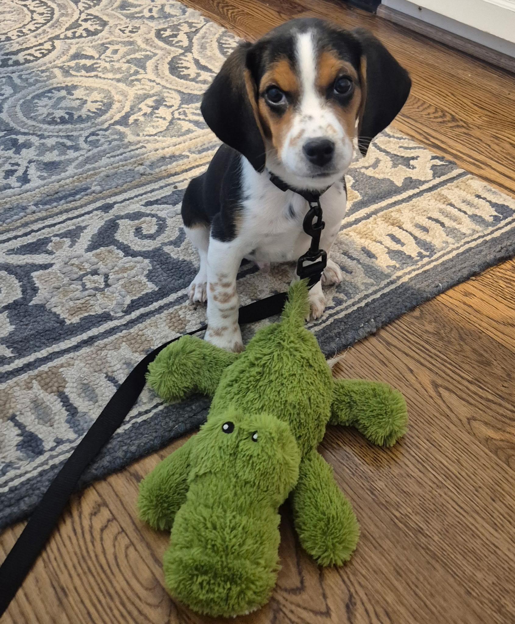 Enlarge Oliver , a Adoptable Beagle in Monroe, NC image 3/3