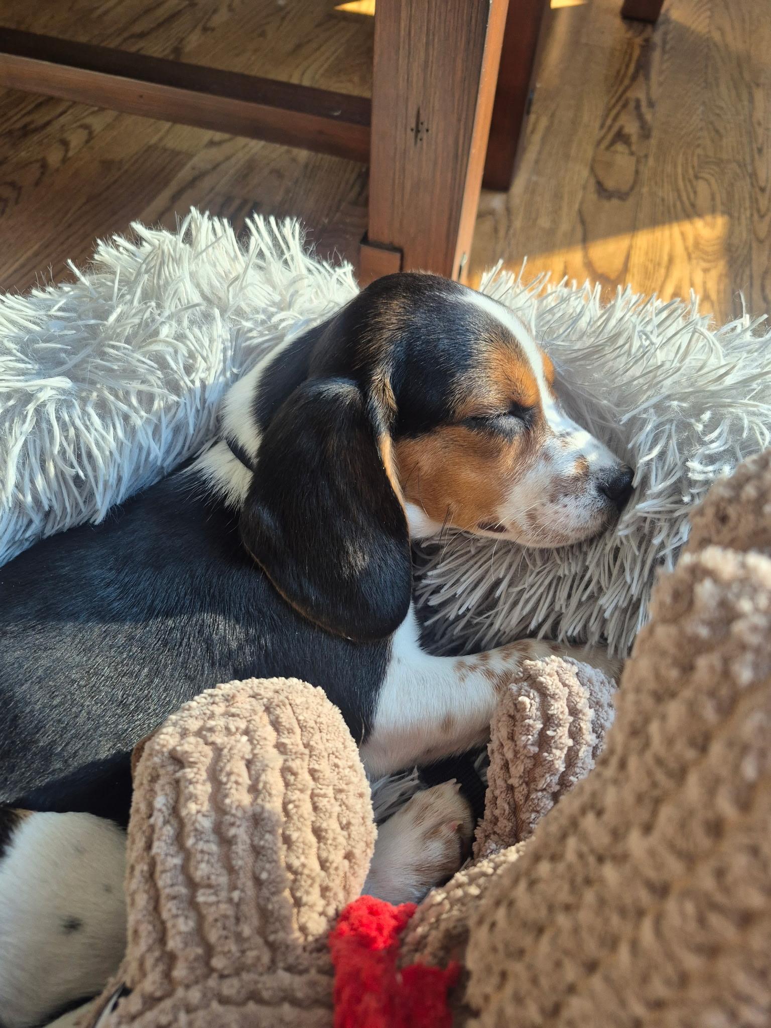 Oliver , Adoptable, Puppy Male Beagle.