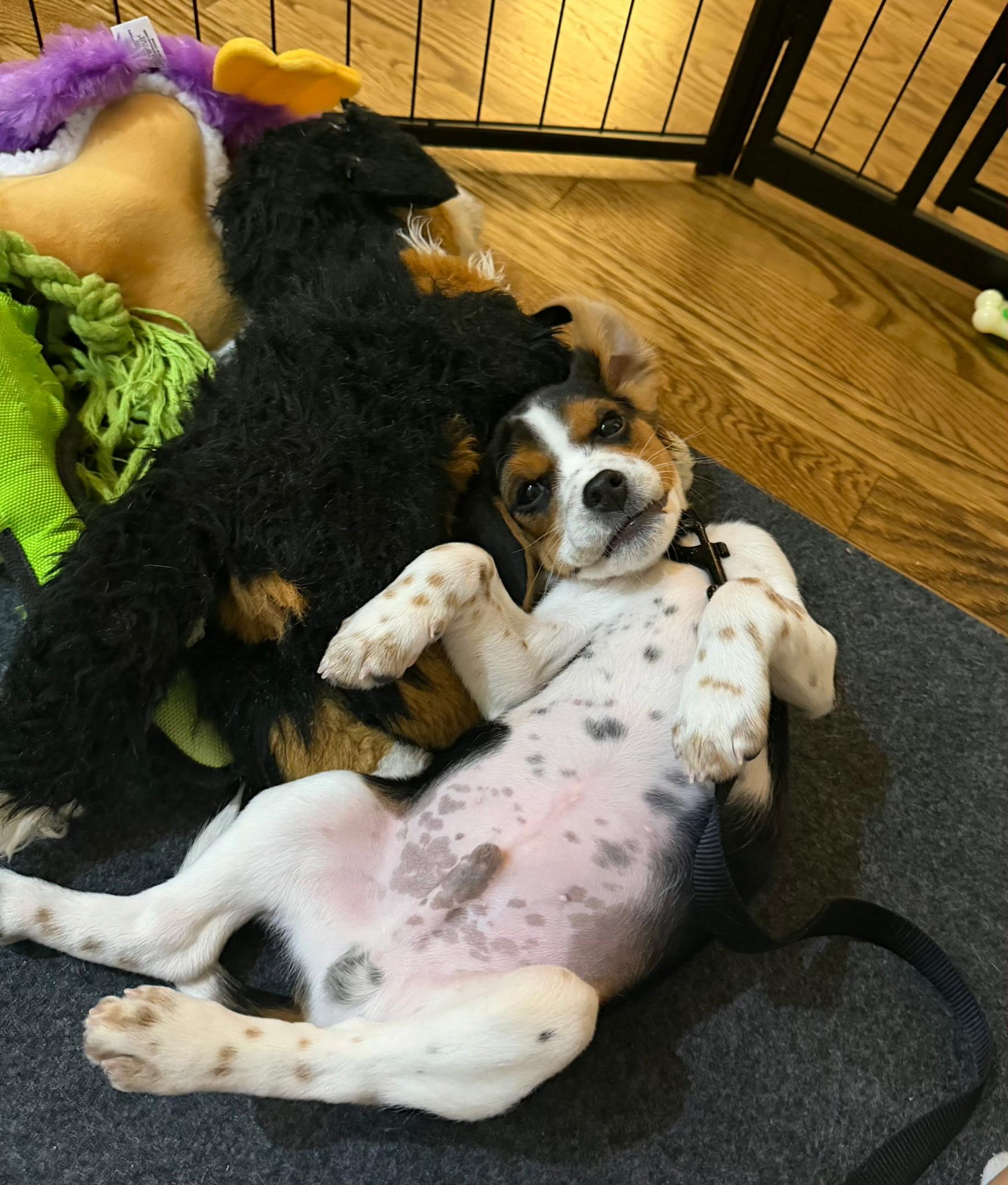 Enlarge Oliver , a Adoptable Beagle in Monroe, NC image 2/3