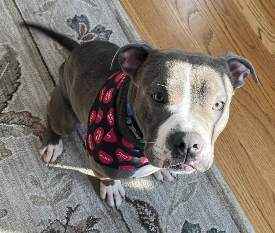 Hunter, ADOPTABLE, Young Male American Staffordshire Terrier.