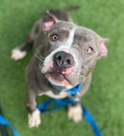 Hunter, a ADOPTABLE American Staffordshire Terrier in Sharon, CT image 2/4