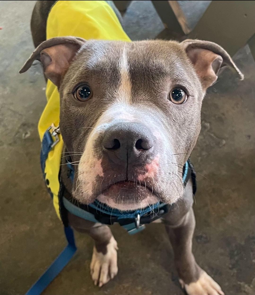 Hunter, a ADOPTABLE American Staffordshire Terrier in Sharon, CT image 3/4