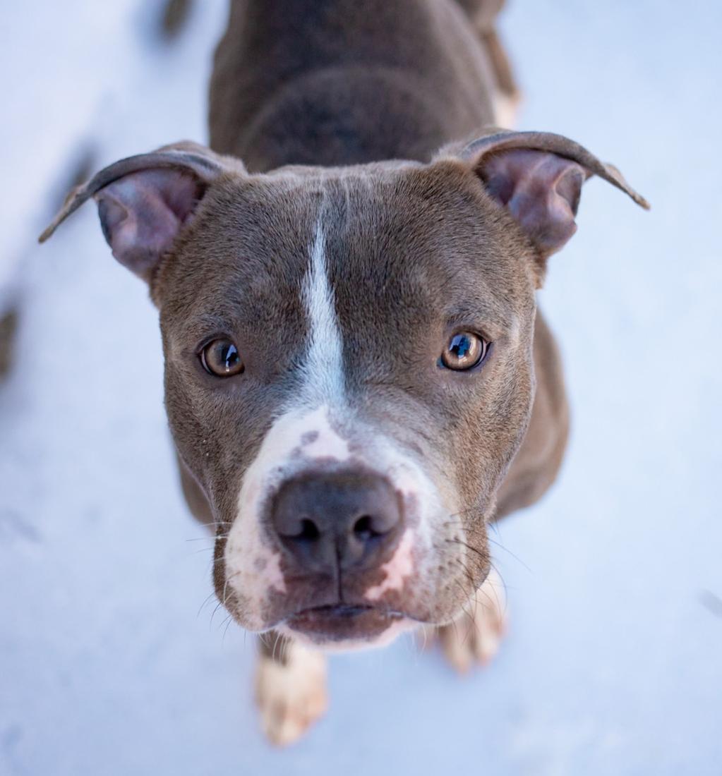 Hunter, ADOPTABLE, Young Male American Staffordshire Terrier.