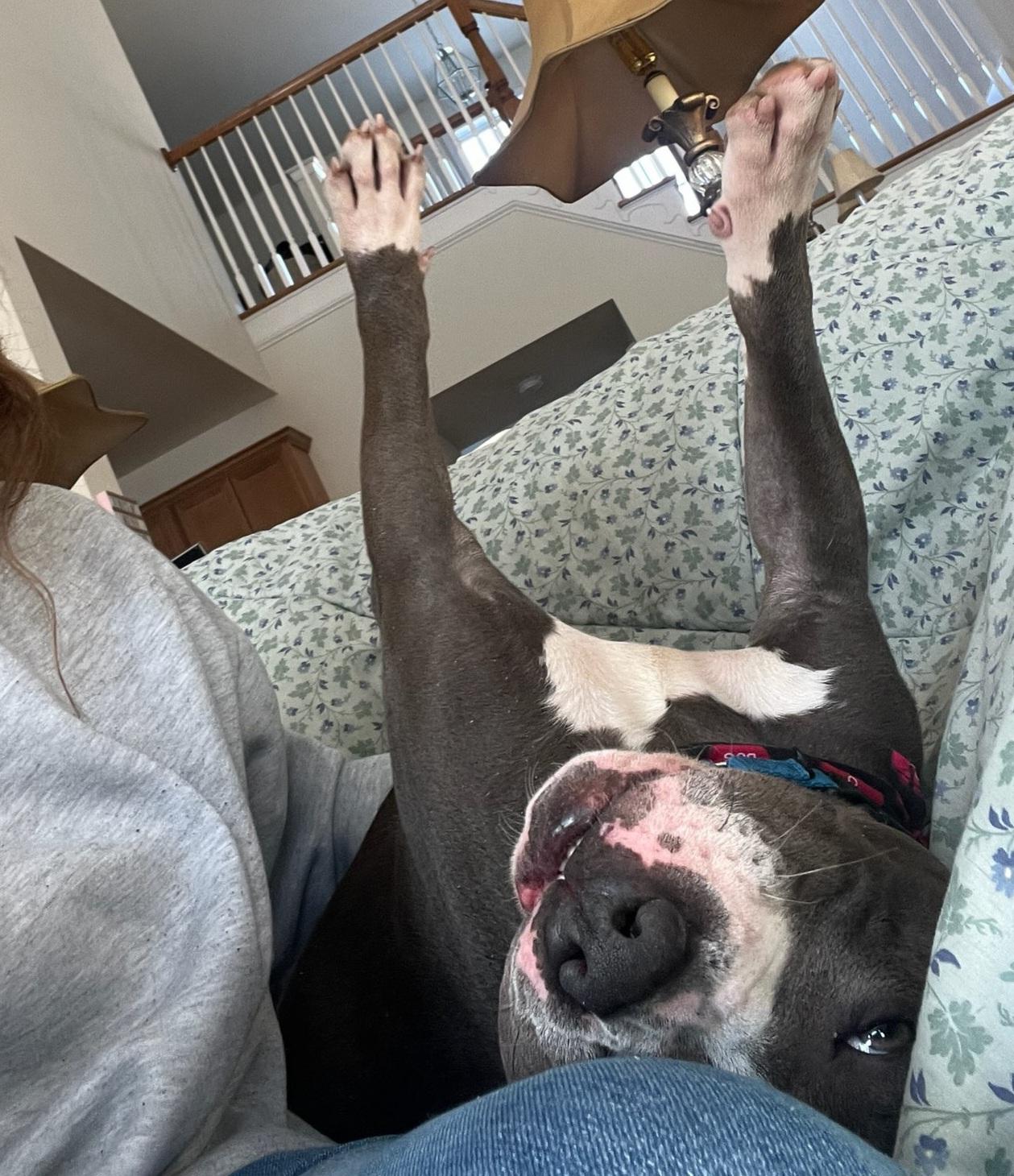 Enlarge Hunter, a ADOPTABLE American Staffordshire Terrier in Sharon, CT image 5/5