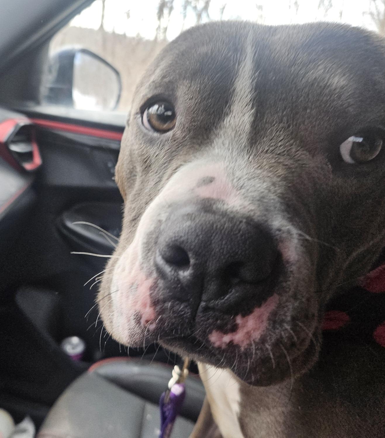 Enlarge Hunter, a ADOPTABLE American Staffordshire Terrier in Sharon, CT image 3/5