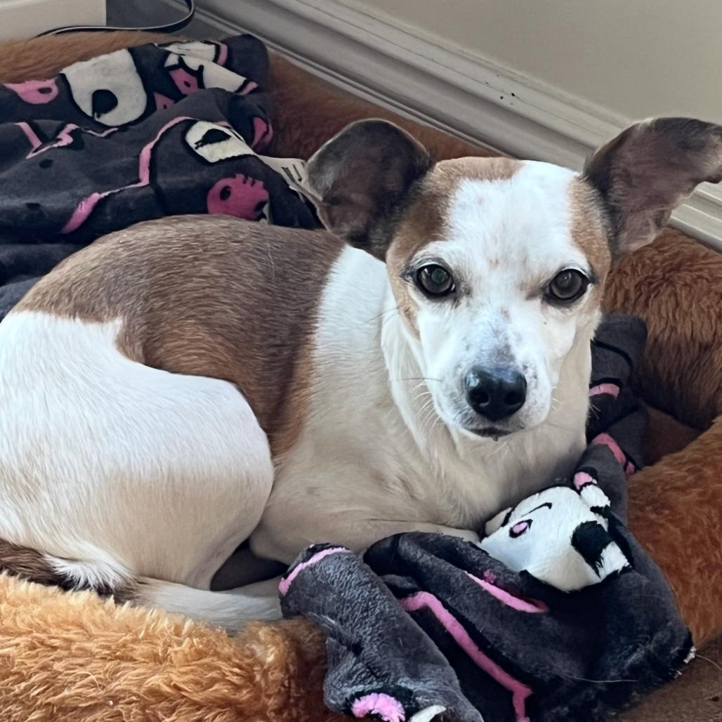 Whitney, Adoptable, Adult Female Jack Russell Terrier & Mixed Breed.