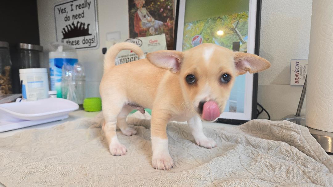 Denali, an adopted mixed breed in Amity, OR image 3/5