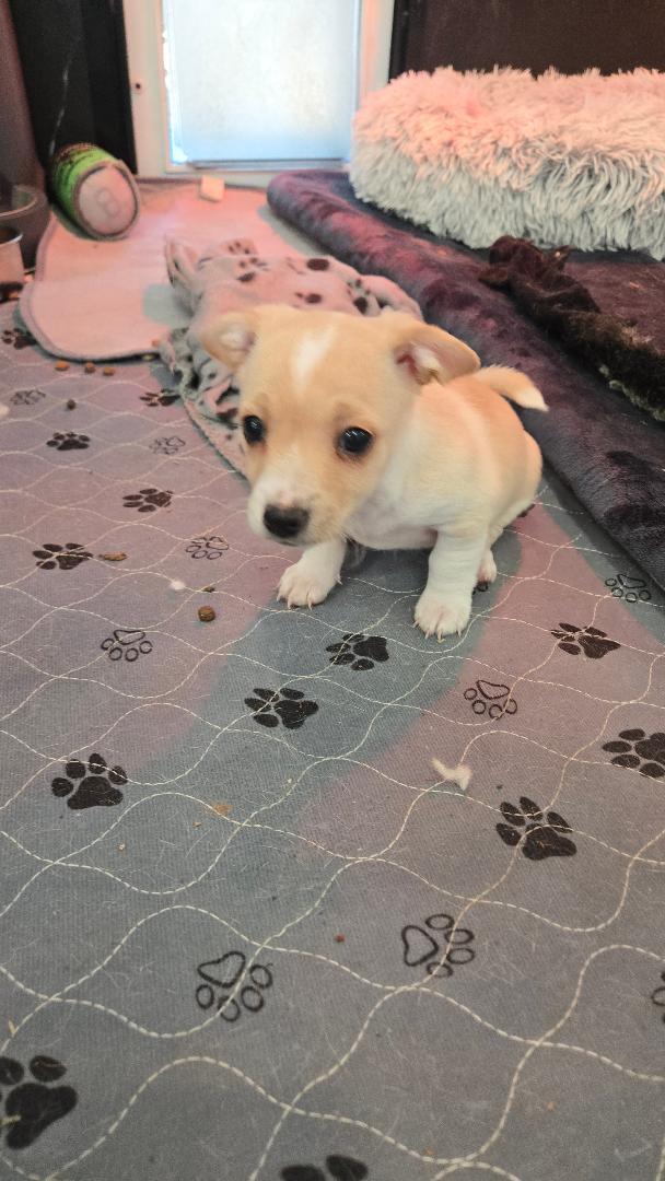 Denali, an adopted mixed breed in Amity, OR image 2/5