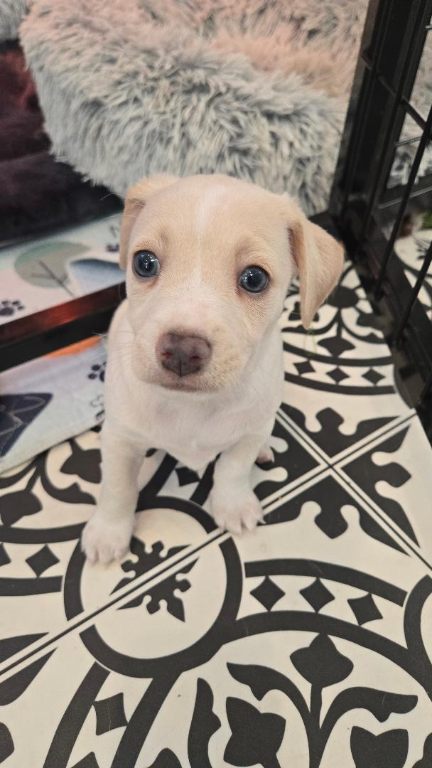 Denali, adopted, Puppy Male Chihuahua.