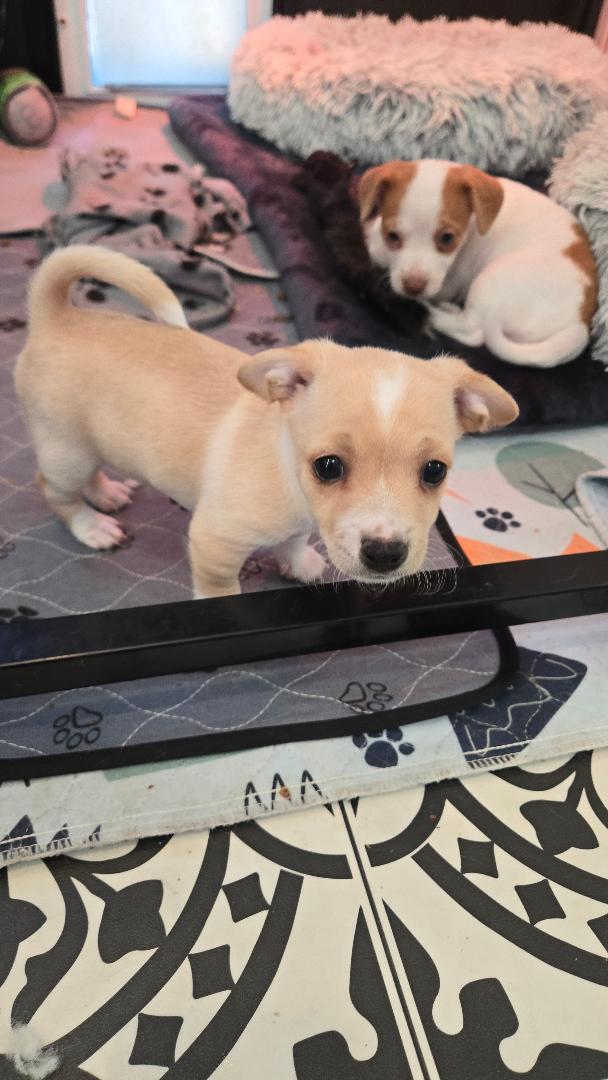 Denali, an adopted mixed breed in Amity, OR image 5/5