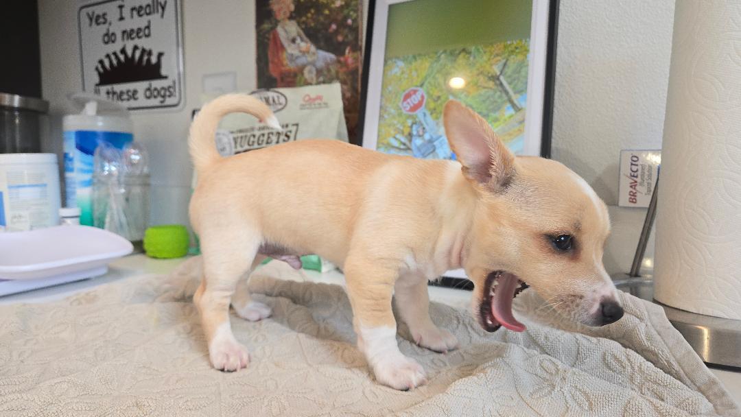 Denali, an adopted mixed breed in Amity, OR image 4/5