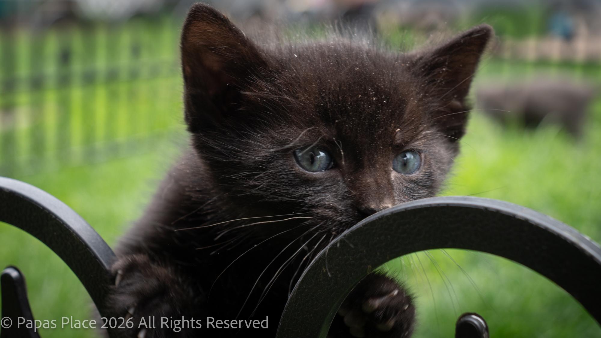 Enlarge Cinder, a Adoptable mixed breed in Mexico, MO image 1/1