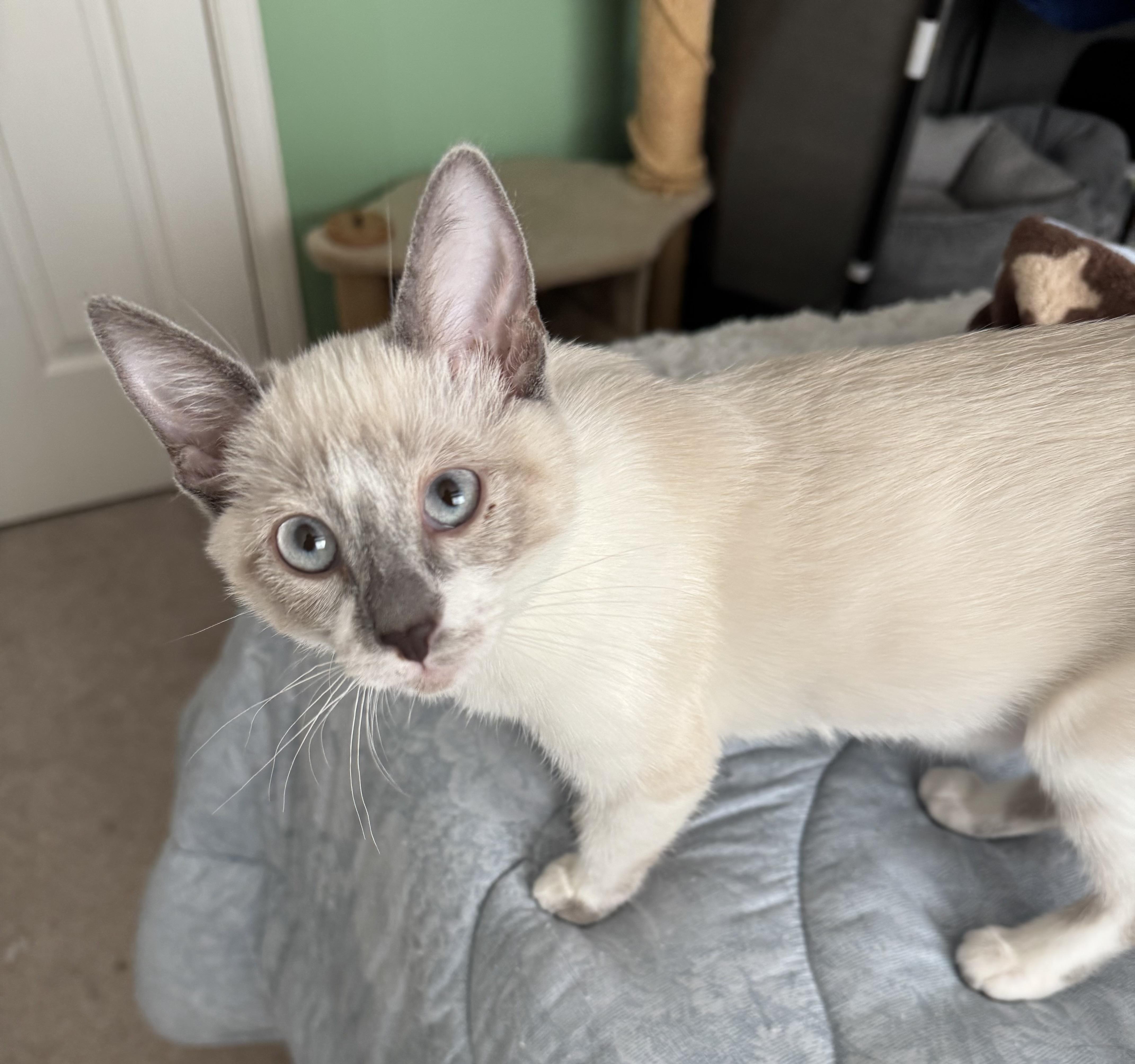 Shelly, adopted, Kitten Female Siamese.
