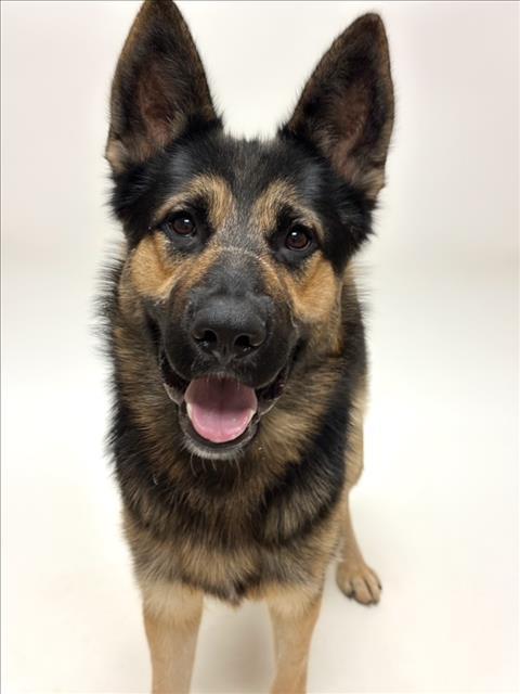 EGGS BENEDICT, Adoptable, Young Male German Shepherd Dog.