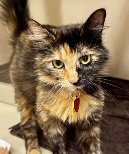 Katherine, adopted, Adult Female Domestic Medium Hair.