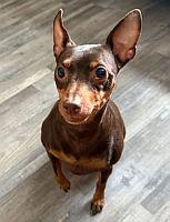 Uzi, a Adoptable Miniature Pinscher in Keystone Heights, FL image 1/3
