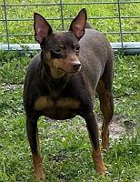 Uzi, a Adoptable Miniature Pinscher in Keystone Heights, FL image 2/3