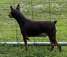 Uzi, a Adoptable Miniature Pinscher in Keystone Heights, FL image 3/3