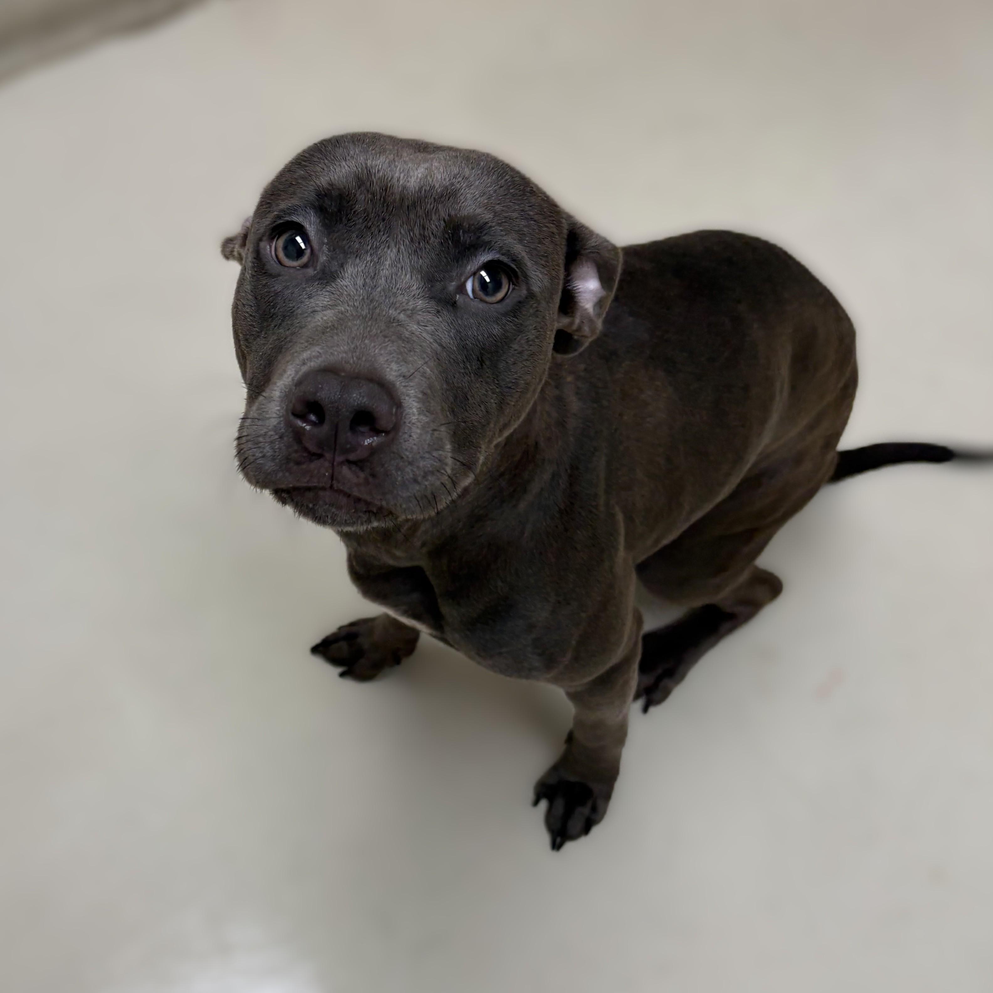 Enlarge Precious- 53672, a ADOPTABLE mixed breed in Columbia, MD image 3/3