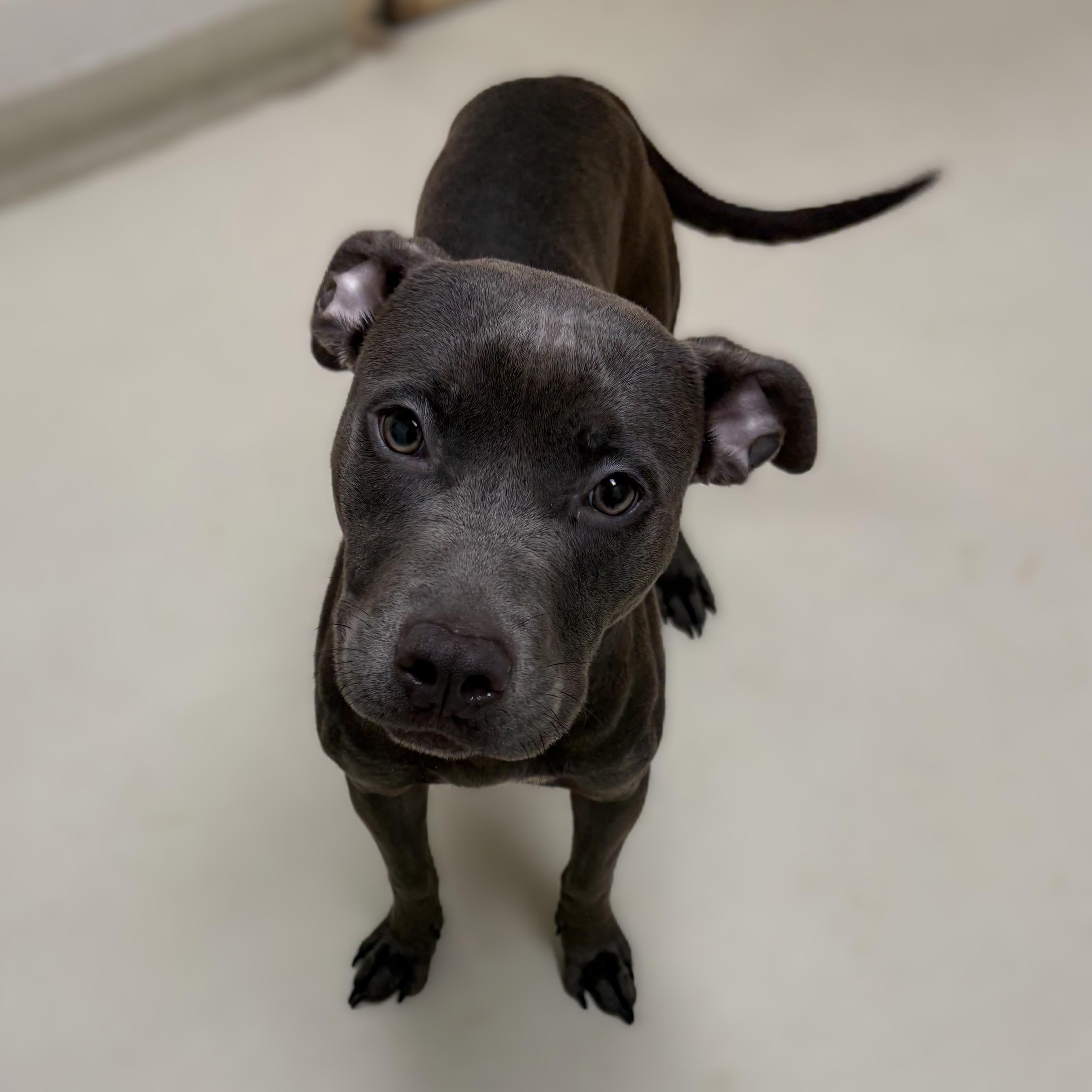 Precious- 53672, ADOPTABLE, Young Female Pit Bull Terrier.