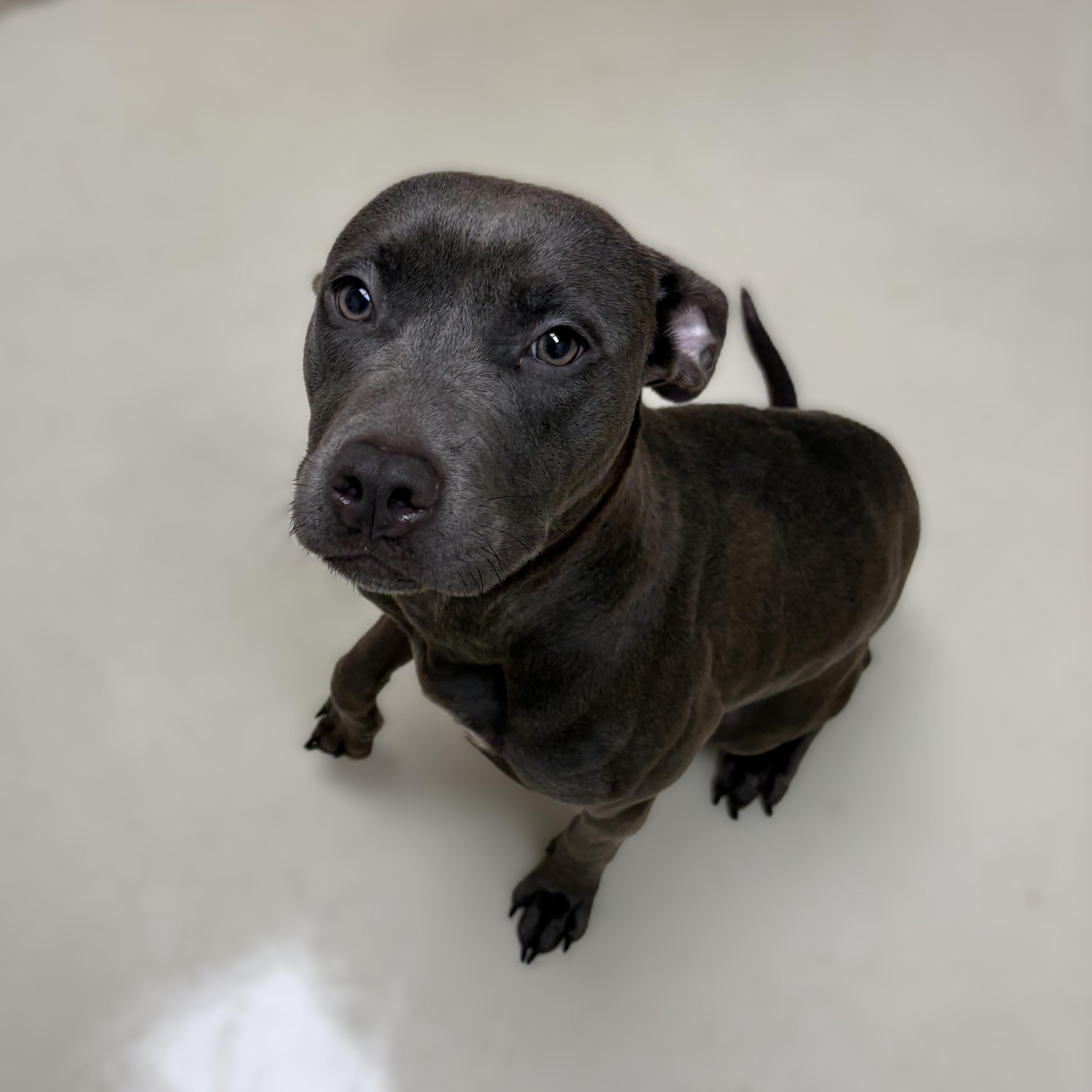 Enlarge Precious- 53672, a ADOPTABLE mixed breed in Columbia, MD image 2/3