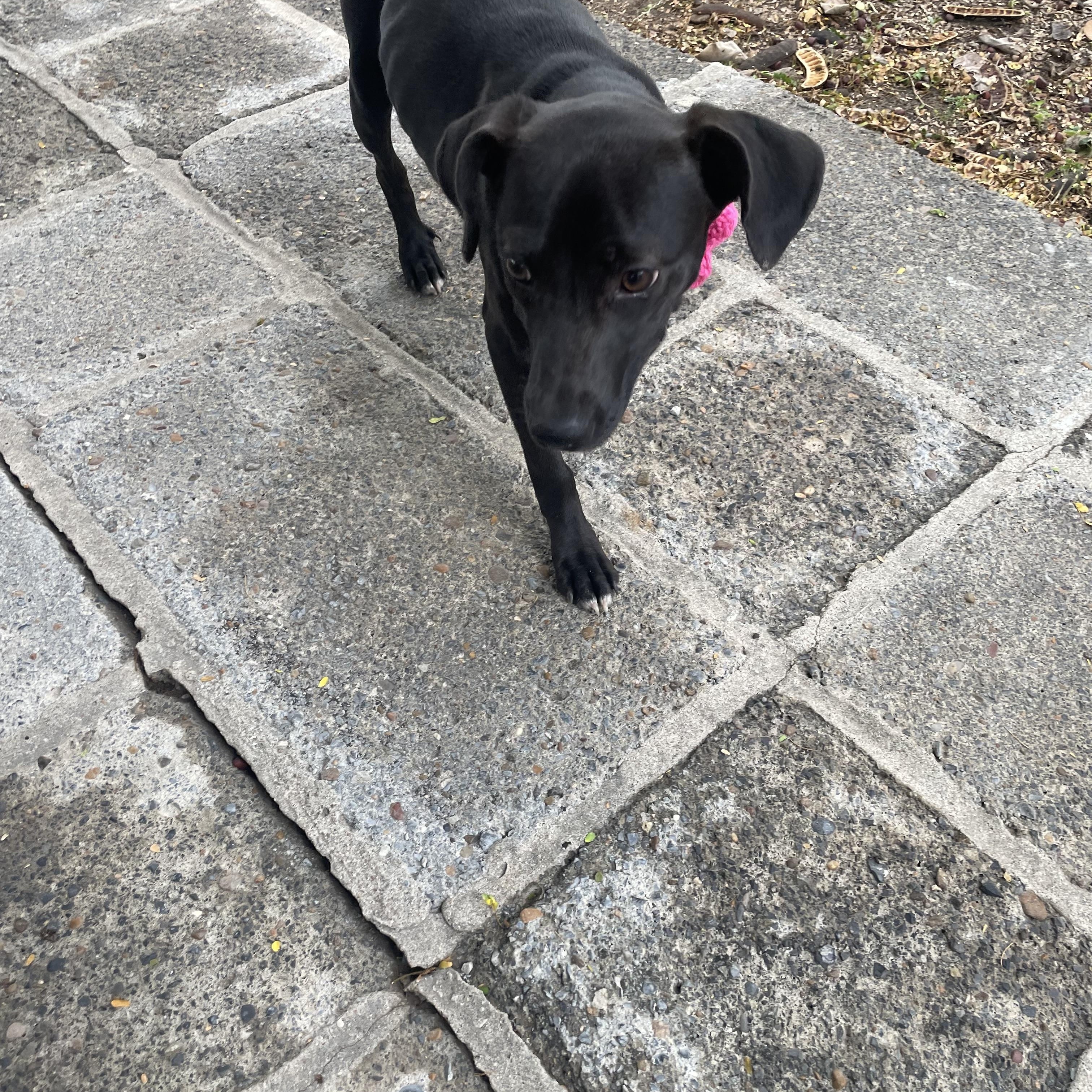 Lluvia, Adoptable, Young Female Pointer.