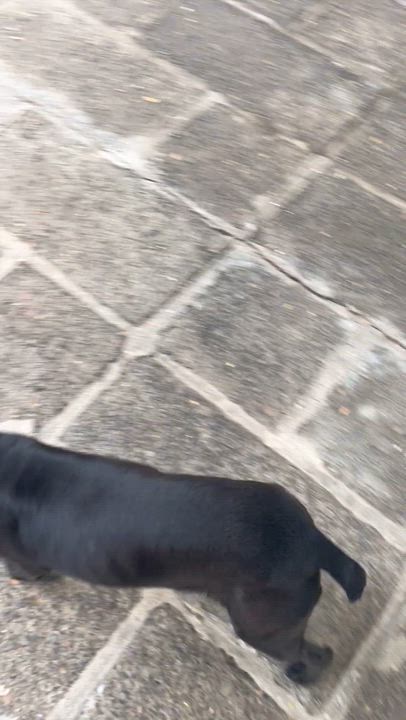 Enlarge Lluvia, a Adoptable mixed breed in New Haven, CT video 2/3