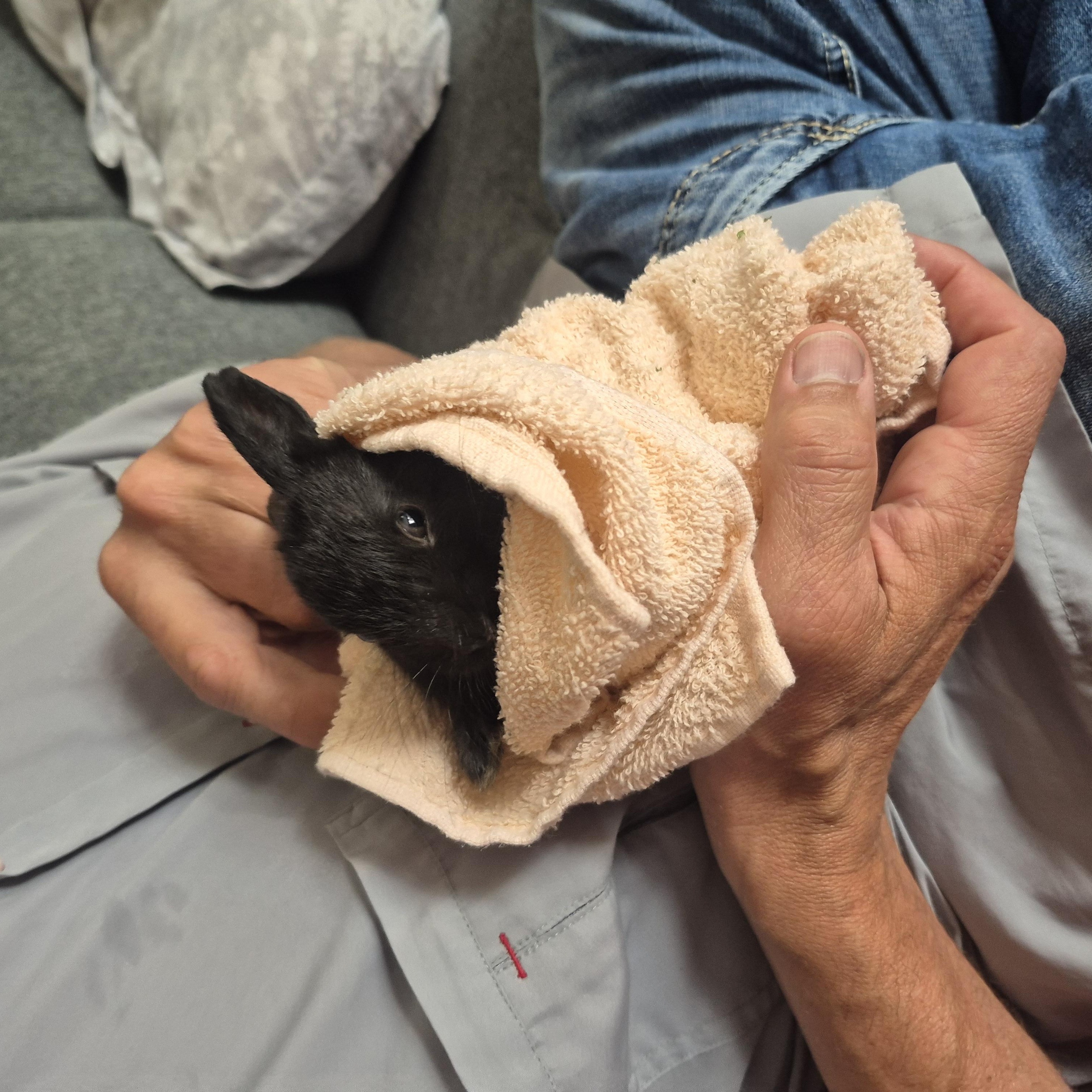 Donut, a Adoptable Angora Rabbit in New Westminster, BC image 3/3