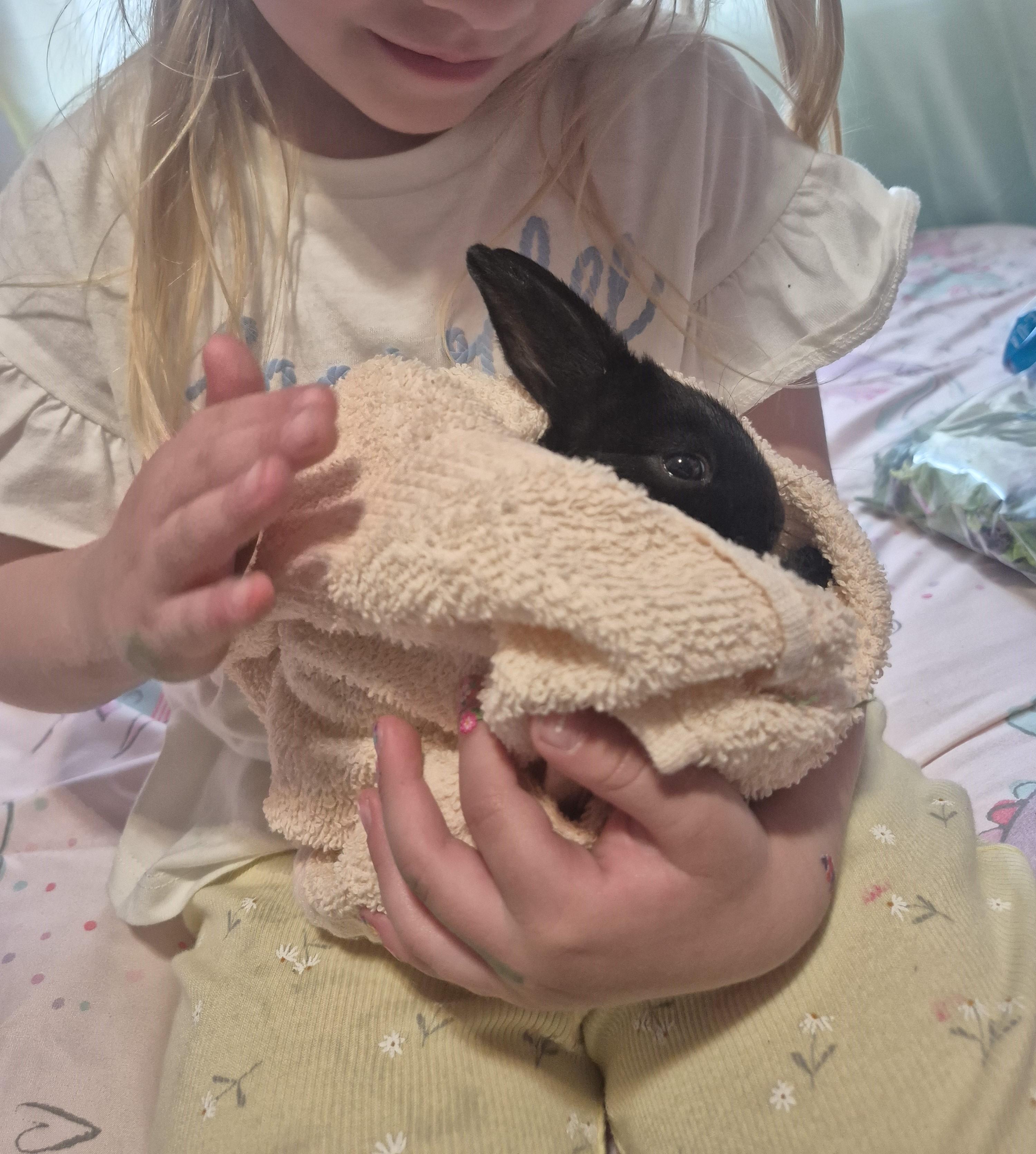 Donut, a Adoptable Angora Rabbit in New Westminster, BC image 1/3