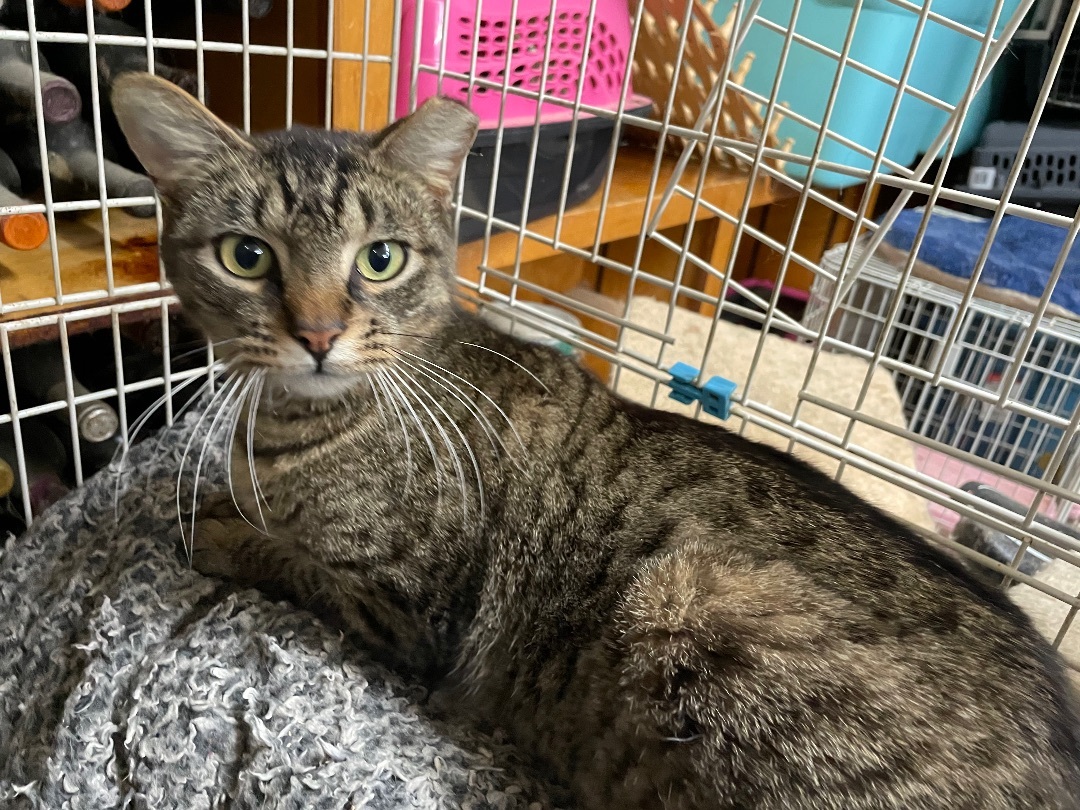 Enlarge Crockett, a Adoptable mixed breed in New Orleans, LA image 1/7