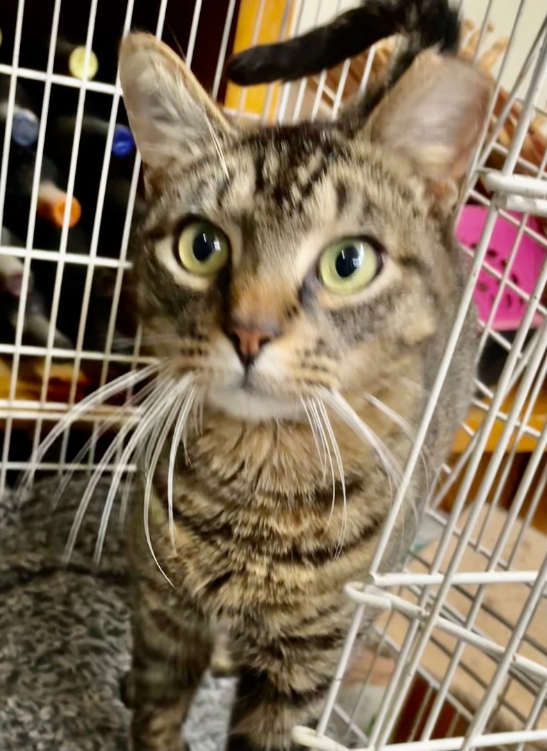 Enlarge Crockett, a Adoptable mixed breed in New Orleans, LA image 2/7