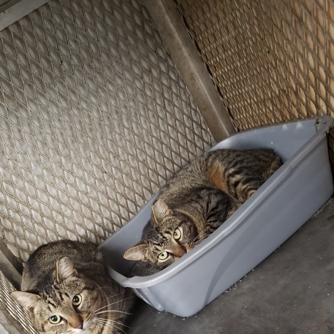 Enlarge Crockett, a Adoptable mixed breed in New Orleans, LA image 5/7