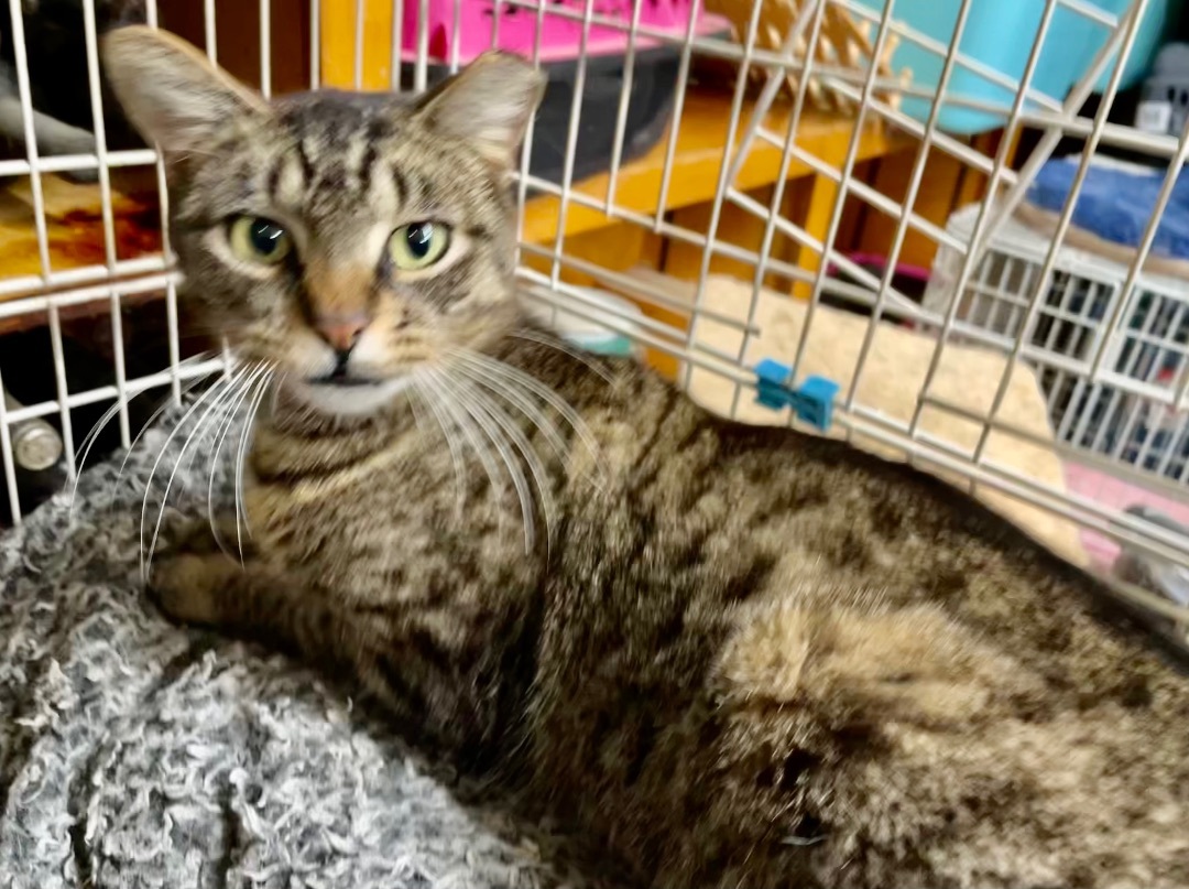 Enlarge Crockett, a Adoptable mixed breed in New Orleans, LA image 7/7