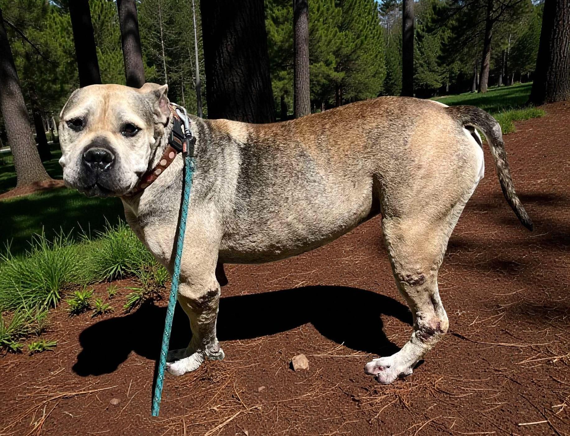 Enlarge Julie, a Adoptable mixed breed in Bainbridge Island, WA image 1/6