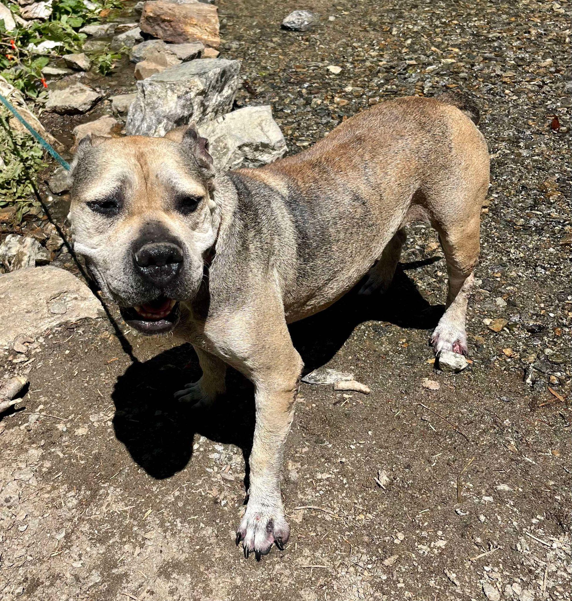Enlarge Julie, a Adoptable mixed breed in Bainbridge Island, WA image 2/6