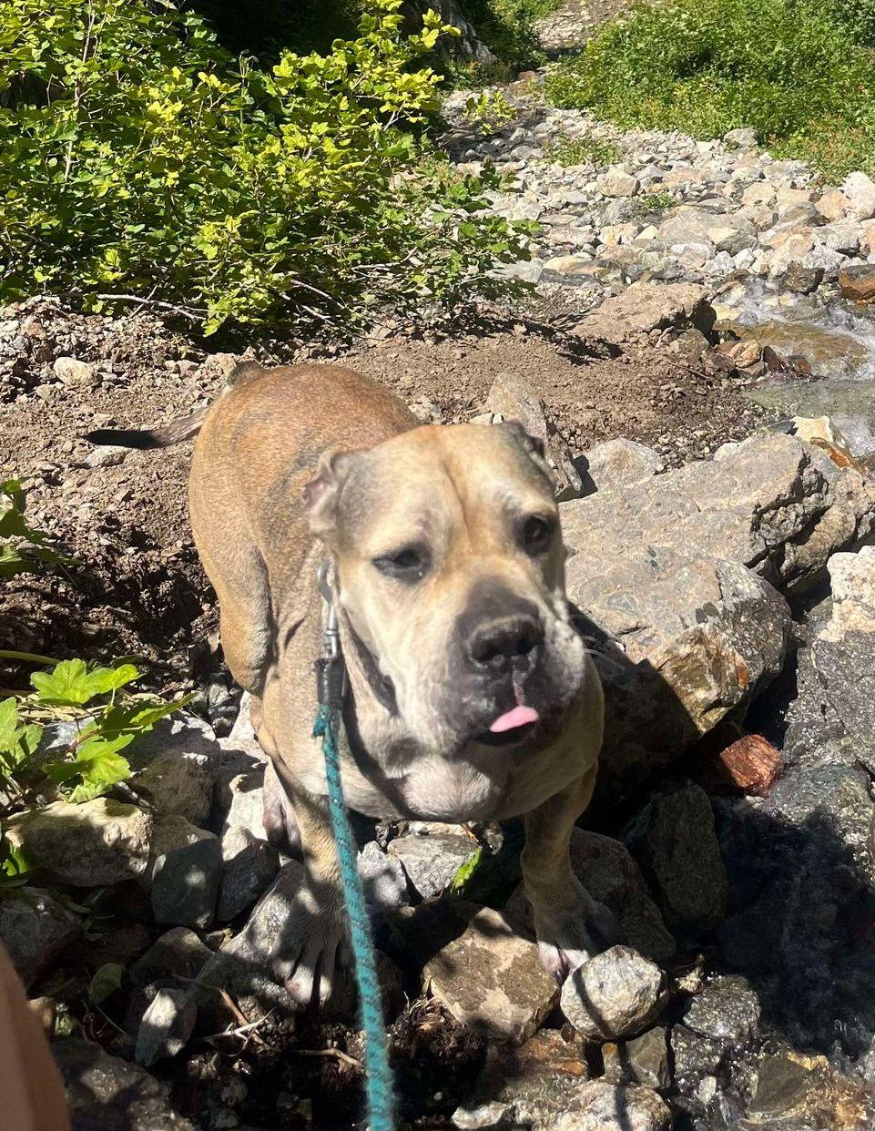 Enlarge Julie, a Adoptable mixed breed in Bainbridge Island, WA image 4/6