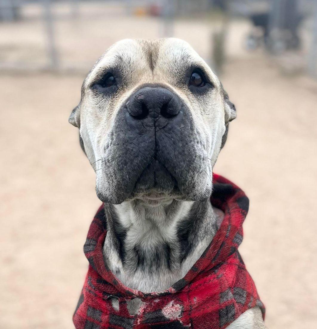 Enlarge Julie, a Adoptable mixed breed in Bainbridge Island, WA image 5/6