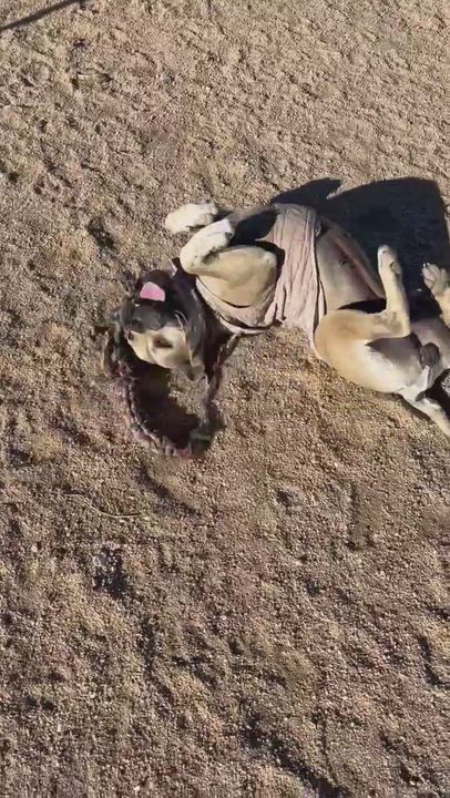 Enlarge Julie, a Adoptable mixed breed in Bainbridge Island, WA video 3/6